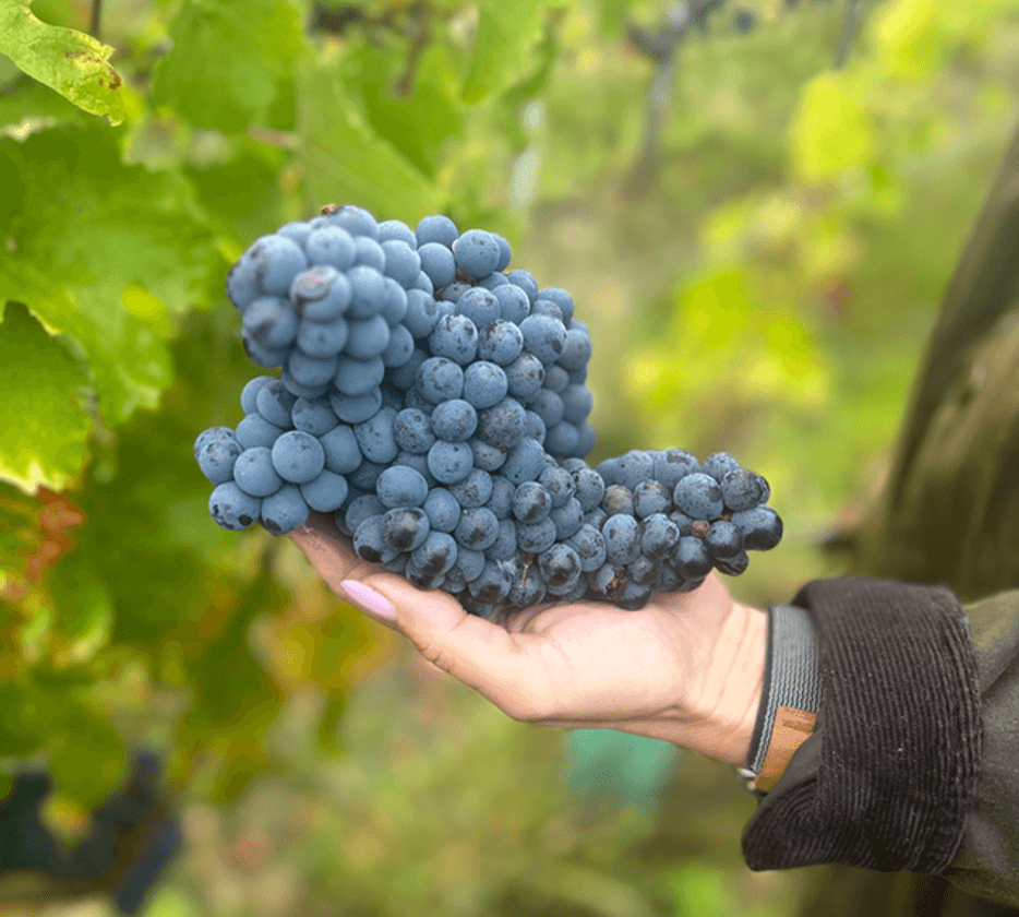 Vineyard rebrand example 1